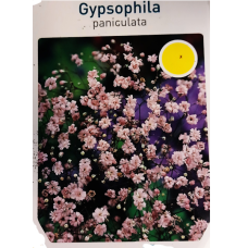 Gypsophila Paniculata Rosea, vaaleanpunainen, Morsiusharsoja, 1 kpl