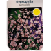 Gypsophila Paniculata Rosea, vaaleanpunainen, Morsiusharsoja, 2 kpl