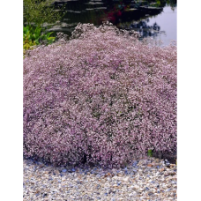 Gypsophila Paniculata Rosea, vaaleanpunainen, Morsiusharsoja, 1 kpl