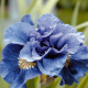 Iris Iris