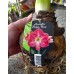 Amaryllis Super, Pink (kiinnitettävä etiketti) XXL. TUOTE ON LOPPUUNMYYTY!