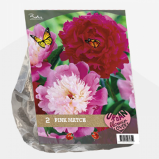 Urban Flowers - Pink Match; Paeonia per 2