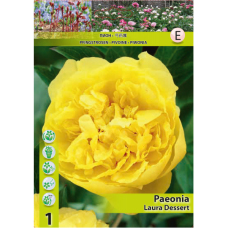 Paeonia Laura Dessert, Pioni (x1). 