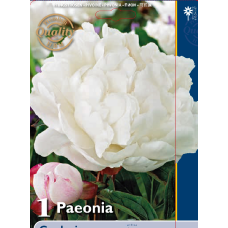 Paeonia Gardenia (x1), Peony