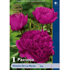 Paeonia Victoire de la Marne (x1). SOLD OUT!