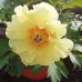 Paeonia Itoh Bartzella, Pioni (x1). 