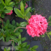 Azalea Homebush, Isokukkainen Atsalea 5l -astiataimi NEW! SALE - 50%!