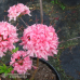 Azalea Homebush, Isokukkainen Atsalea 5l -astiataimi NEW! SALE - 50%!