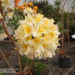Azalea Northern Hi-Lights, Atsalea, 5l -astiataimi ALE - 20%!