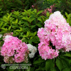 Hydrangea paniculata 'Renhy' Vanille-Fraise PBR. 5l pot seedling  SOLD OUT!