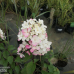 Hydrangea paniculata 'Diamant Rouge®' - Japaninhortensia, Syyshortensia, 5l -astiataimi