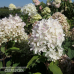 Hydrangea paniculata 'Bokraflame' Magical Candle PBR' - Japaninhortensia, Syyshortensia, 5l -astiataimi