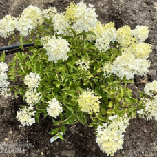 Hydrangea paniculata 'Polar Bear' - Japaninhortensia, Syyshortensia, 5l -astiataimi