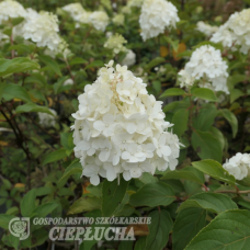 Hydrangea paniculata 'Polar Bear' - Japaninhortensia, Syyshortensia, 5l -astiataimi. Varastontyhjennys! ALE -50% 01.-31.10.2024