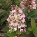 Hydrangea paniculata 'Pink Diamond' - Japaninhortensia, Syyshortensia, 5l -astiataimi