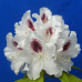 Rhododendron hybridum Calsap, Alpiruusu, 5l -astiataimi