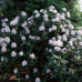 Rhododendron hybridum Calsap, Alppiruusu, 5l -astiataimi