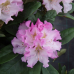  Rhododendron hybridum Pohjolan tytär, Alpiruusu 5l -astiataimi. 