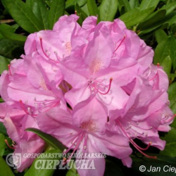 Rhododendron hybridum Roseum Elegans, Alppiruusu, 5l -astiataimi TUOTE ON LOPPUUNMYYTY!