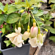 Fuchsia 'Annabel', 3l- seedling