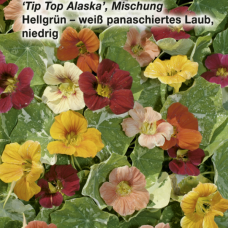 Tropaeolum majus 'Alaska mixture', 250 gr