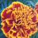 Tagetes patula, Ryhmäsamettikukka 'Chica™Flame', 1000 s