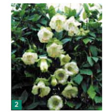 Valkoinen kelloköynnös (Cobaea scandens), 5 gr