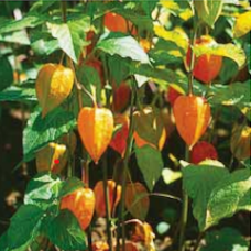 Physalis alkekengi franchetii, Lyhtykoiso, 5 gr