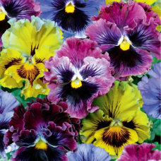 Viola x wittrockiana Frizzle Sizzle Formula Mix