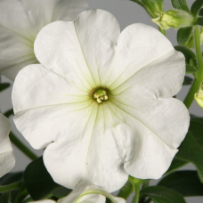  Petunia grandiflora pendula F1 'Explorer' Clear White, 1000 s