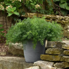 Asparagus FuzzyFern™ Frizz