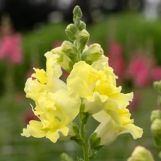 Antirrhinum majus Madame Butterfly Yellow, Leijonankita ALE - 50%! Antirrhinum majus Madame Butterfly Yellow, Leijonankita ALE - 50%!