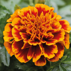 Tagetes patula, Ryhmäsamettikukka 'Chica™Flame', 1000 s Tagetes patula, Ryhmäsamettikukka 'Chica™Flame', 1000 s