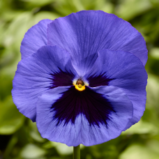 Viola wittrockiana Fino Blue with Blotch