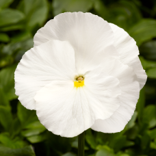 Viola wittrockiana Fino Clear White