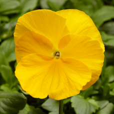 Viola wittrockiana Fino Clear Yellow