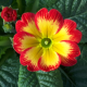 Primula