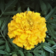 Tagetes