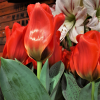 Tulppaanit