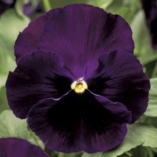 Viola x wittrockiana F1 Colossus® Purple with Blotch
