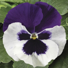 Viola x wittrockiana F1 Colossus® White with Purple Wing