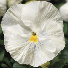 Viola x wittrockiana F1 Colossus® White
