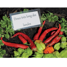 Sweet pepper 'Doux trés Long des Landes',1,0 gr