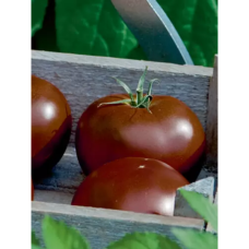 Stick Tomato Kakao F1 (Solanum lycopersicum), 1000 s
