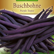French bean (Phaseolus vulgaris var. nanus) 'Purple Teepee', 250 gr