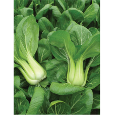 Brassica chinensis, Paksoi eli pinaattikiinankaali 'Green Falcon F1' 