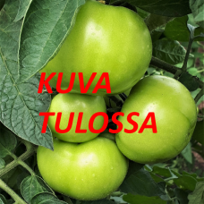 Kirsikkaluumutomaatti vihreä "HTO 1850" NEW!