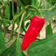 Chillies and peppers