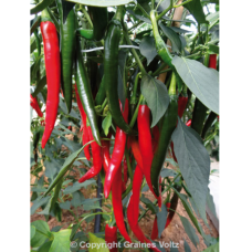 Hot pepper (Capsicum annuum) Fuego F1, 50 s