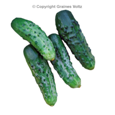 Cucumber (Cucumis sativus) Vert petit de Paris,10 gr 